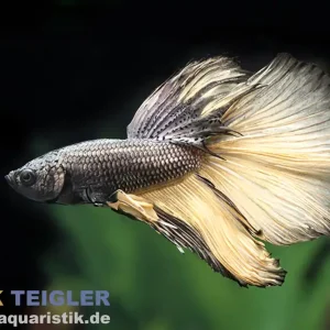 Halfmoon Kampffisch Black Orchid, Männchen, Betta splendens Versand Am Gleichen Tag